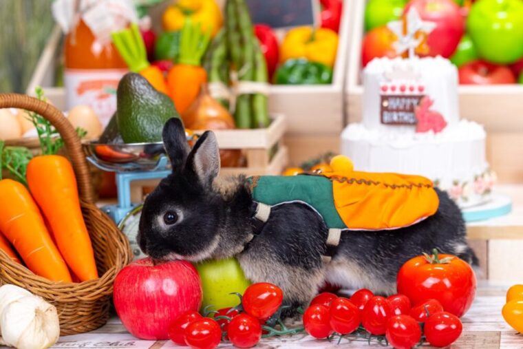 うさぎ ウサギ 副食 ペレット くだもの 果物 やさい 野菜 あんこのお家