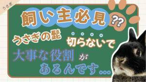 うさぎの生態と特徴 習性を解説 飼育前に知っておきたい知識の詰め合わせ あんこのお家 うさぎの生態と特徴 習性を解説 飼育前に知っておきたい知識の詰め合わせ あんこのお家