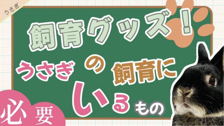 うさぎの飼育に必要なものまとめ 用途 必要度も併せて解説 あんこのお家