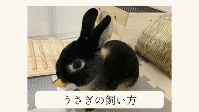 うさぎの飼育は大変 難しい 飼育方法と飼育に必要なものを徹底解説 飼育に必要な時間は あんこのお家