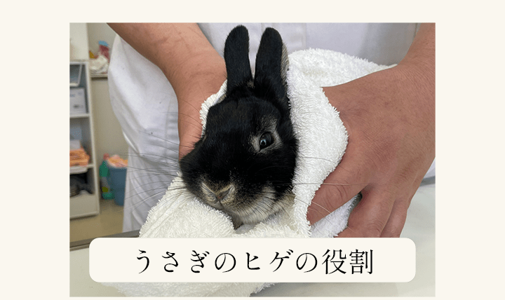 うさぎのひげ 触毛 は切らないで 大事な役割があるんです あんこのお家