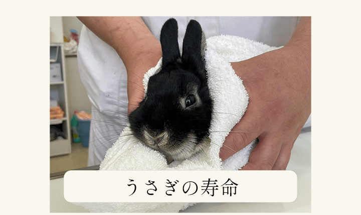 ペットとしてのうさぎの寿命は 人間に換算すると何歳 あんこのお家