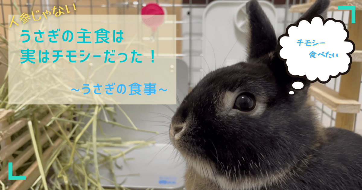うさぎの主食 うさぎの主食は人参じゃなくて実はチモシーだった 健康なうさぎの育て方 あんこのお家