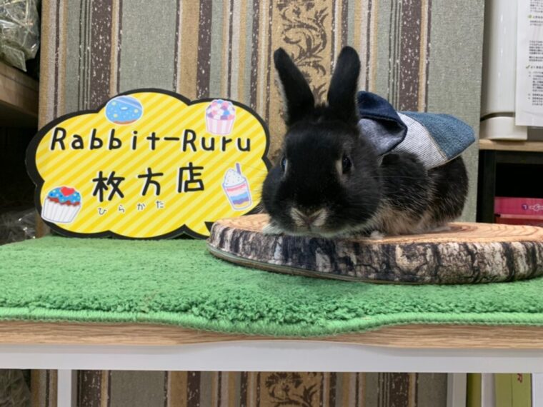枚方でお迎えしたうさぎ