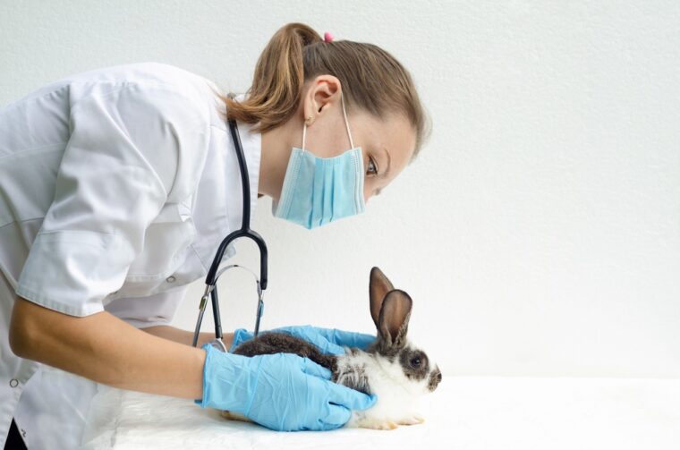 白い背景にバニーインクリニックの赤ちゃんウサギを調べる獣医。