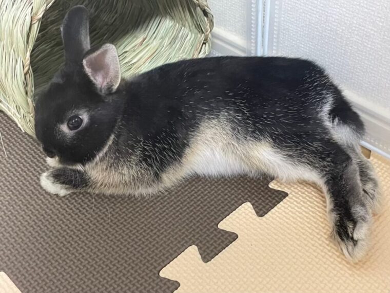 寝そべる黒うさぎ