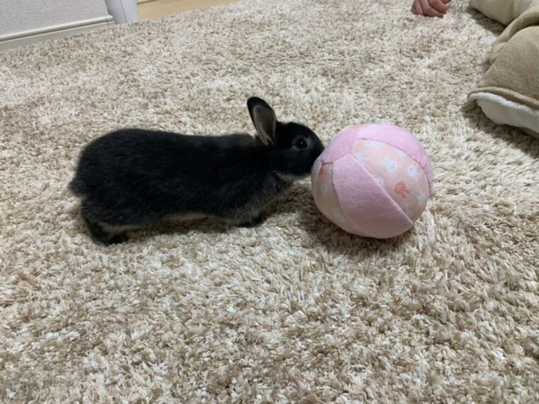 ボール遊びするあんこ