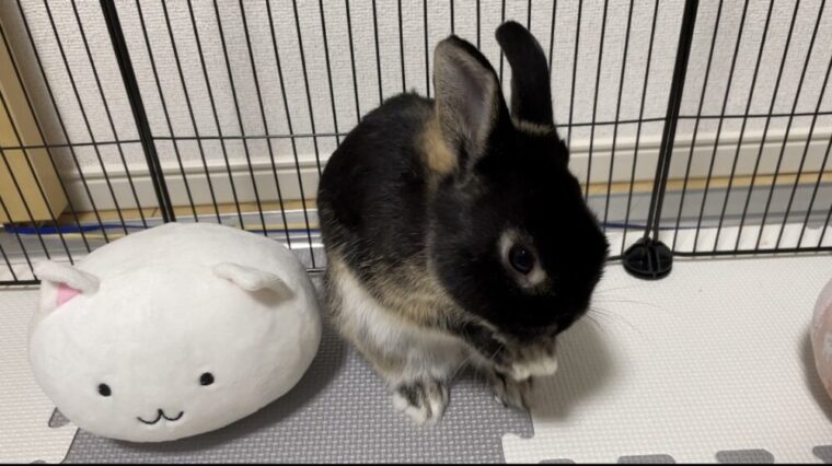 あんこ うさぎ くしくし