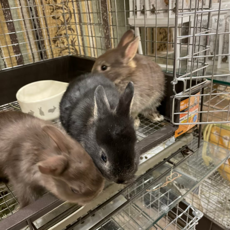 あんこと二羽のうさぎ