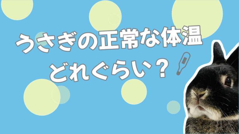 うさぎの正常な体温はどれぐらい 低い体温のときは要注意 あんこのお家