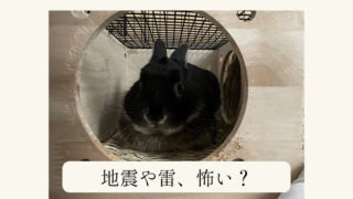 うさぎはダンボールを食べても大丈夫 もしも食べてしまったら あんこのお家