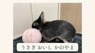 うさぎはダンボールを食べても大丈夫 もしも食べてしまったら あんこのお家