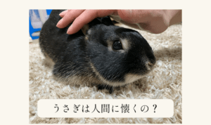 うさぎの飼育は大変 後悔する前に知っておくべき知識を紹介 あんこのお家