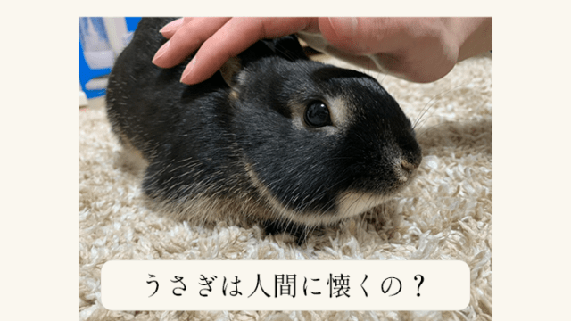 うさぎは人間になつく 上手になつかせるための方法とは あんこのお家