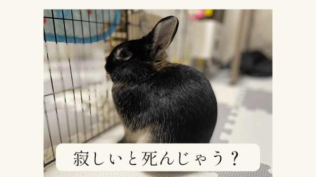 うさぎは寂しいと死ぬ は本当 誤解と注意点について あんこのお家