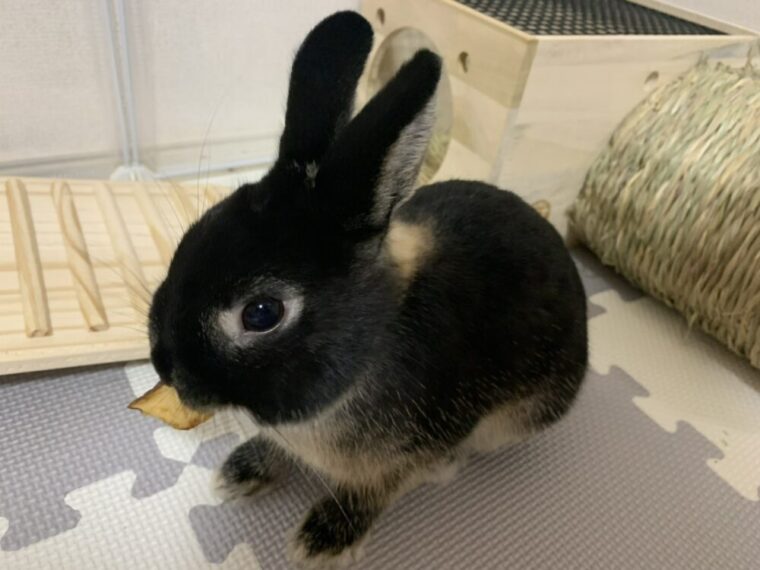 おやつを咥えるうさぎのあんこ