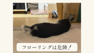 犬 猫アレルギーでも大丈夫 知っておきたいうさぎのアレルギー事情 あんこのお家