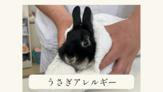 あんこのお家 うさぎの日常をほのぼの配信
