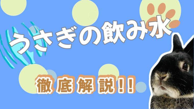 うさぎの飲み水について｜与える水の種類、１日の飲水量、水飲み器を徹底解説！ | あんこのお家