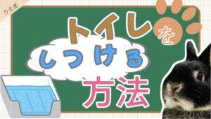 うさぎの部屋んぽについて いつからできる 頻度と時間 注意点は あんこのお家