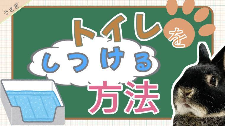 うさぎのトイレをしつける方法 トイレで寝る スプレー行為 あちこち あんこのお家