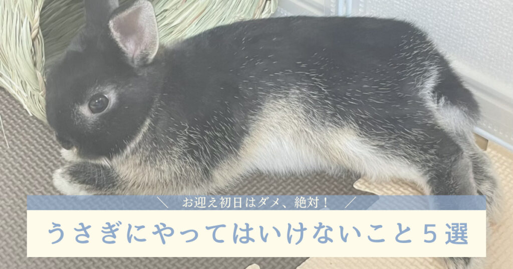 ダメ 絶対 うさぎのお迎え初日にやってはいけないこと５選 あんこのお家