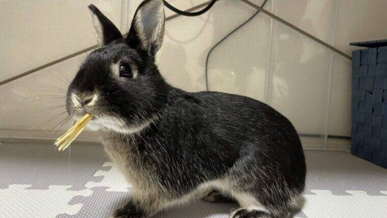 うさぎに与えてはダメな食べ物 野菜 果物 その他まとめ 飼育時の注意点 あんこのお家