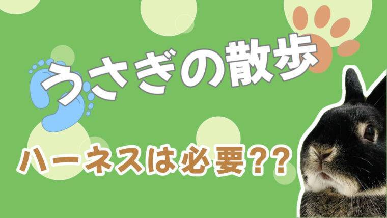 うさぎの散歩にハーネスは必要？選び方、付け方、おすすめハーネス３選 | あんこのお家