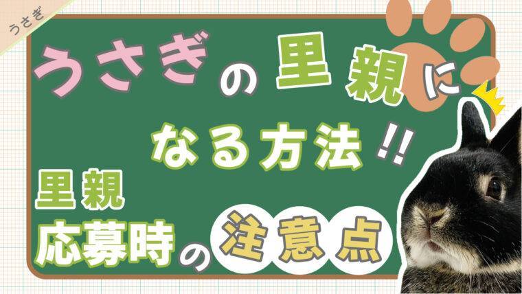 子うさぎ譲ります うさぎの里親になる方法 里親応募時の注意点 あんこのお家