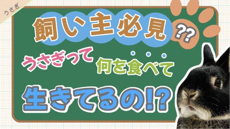 うさぎの食事と食べ物について｜知っておくべき基本知識 | あんこのお家