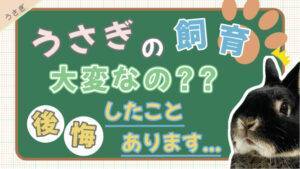 初心者必見 初めての飼育でも悩まない うさぎの飼い方パーフェクトガイド あんこのお家