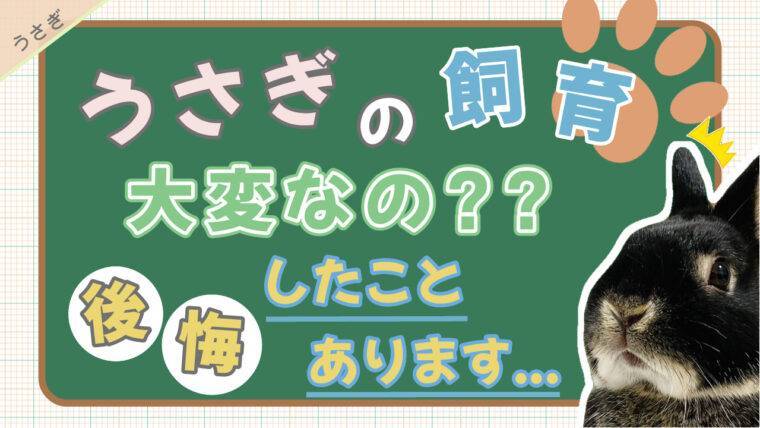 うさぎの飼育は大変 後悔する前に知っておくべき知識を紹介 あんこのお家