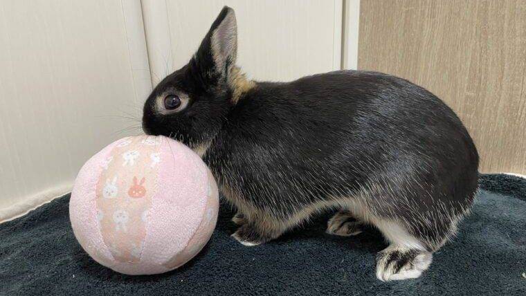 うさぎの飼育は大変 後悔する前に知っておくべき知識を紹介 あんこのお家