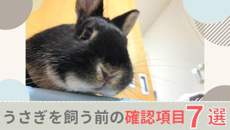 うさぎを飼う前に確認するべき７つの項目 後悔する前に読んでください あんこのお家