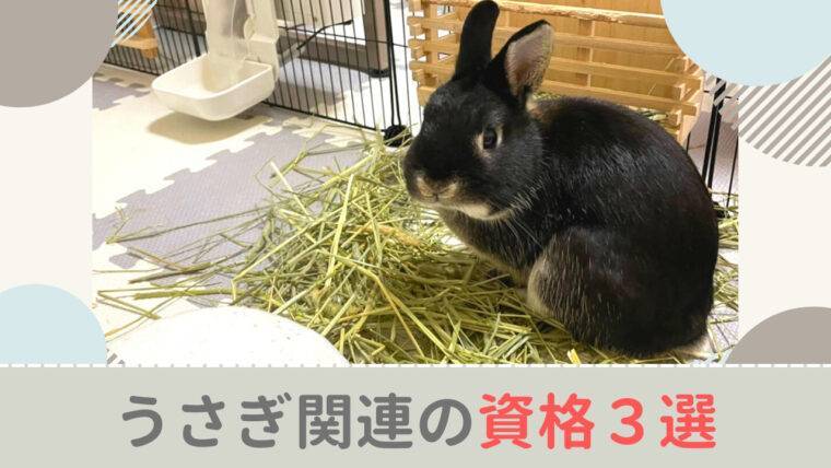 うさぎの資格 何がある 飼い主が取得できるうさぎ関連の資格３選 あんこのお家