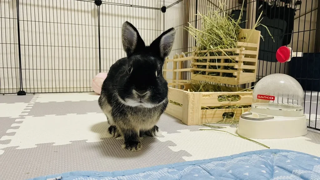 飼い主を見つめる黒うさぎ ネザーランドドワーフ